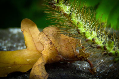 Close-up of yellow leaf on field