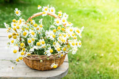 Close-up of potted plant