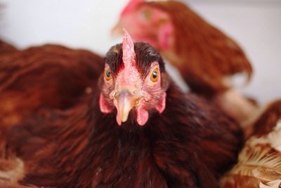 Close-up portrait of a hen