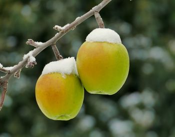 Frozen apple on the tree