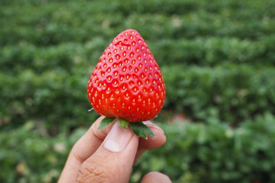 Close-up of hand holding strawberry