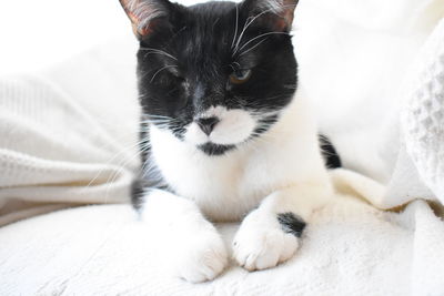 Close-up of cat lying on bed