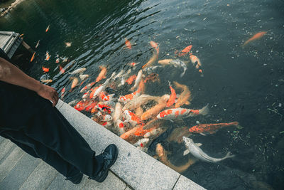 Man is feeding lot's of carp fishes on a bridge in japanese style park