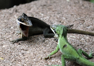 Close-up of lizard