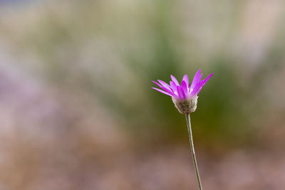 Close-up of pink flower