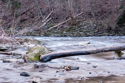 Scenic view of river stream in forest