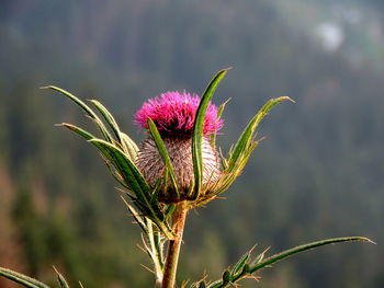 Close-up of thistle flower