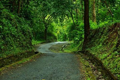 Road amidst trees in forest