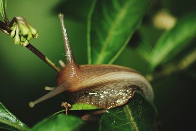 Close-up of snail