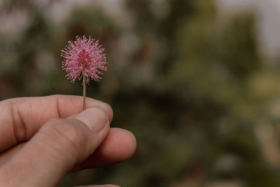 Close-up of hand holding pink flower