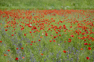 Red poppies in field