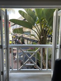 Close-up of potted plant on window