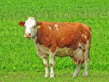 Cow standing on field