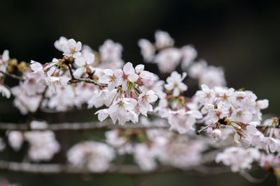 Close-up of cherry blossoms