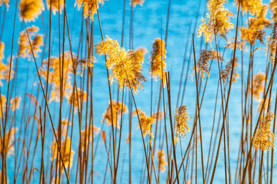 Reed thicket, arundo donax plants, photographed in spring, backlit.