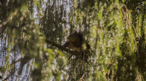 Low angle view of lizard on tree in forest