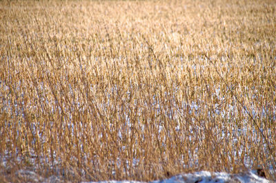 Close-up of wheat field
