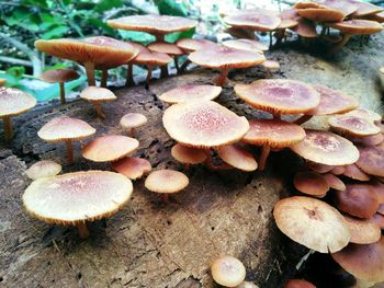 Close-up of mushrooms growing on field