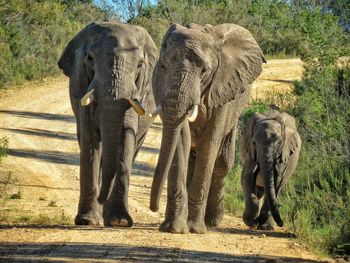 Elephant walking in a field