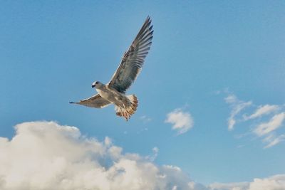 Low angle view of seagull flying against sky