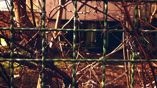 Close-up of chainlink fence