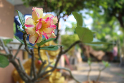 Close-up of pink flowering plant