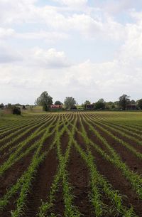 Scenic view of agricultural field against sky