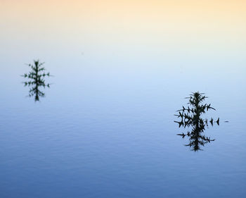 Tree by lake against sky