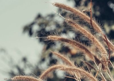 Close-up of dry plant on field against sky