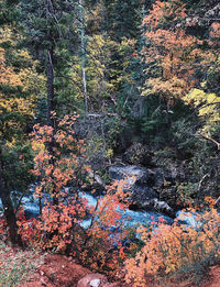 High angle view of trees by rocks in forest