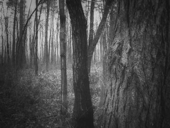 Trees in forest