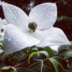 Close-up of wet white flower