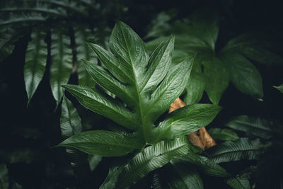 Close-up of fresh green leaves