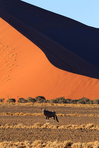Antelope standing against sand dune at desert