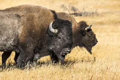 View of an animal on field