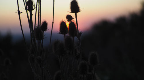 Close-up of silhouette plants on field against sky during sunset