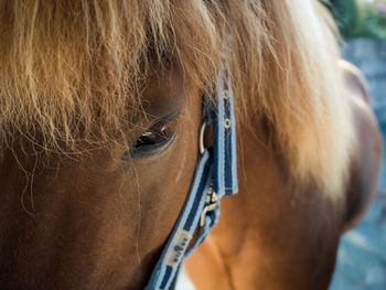 Close-up of a horse