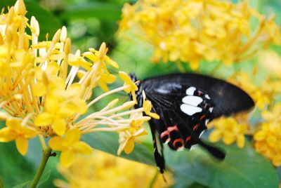 Close-up of butterfly pollinating on yellow flowers