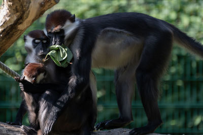 Portrait of a monkey
