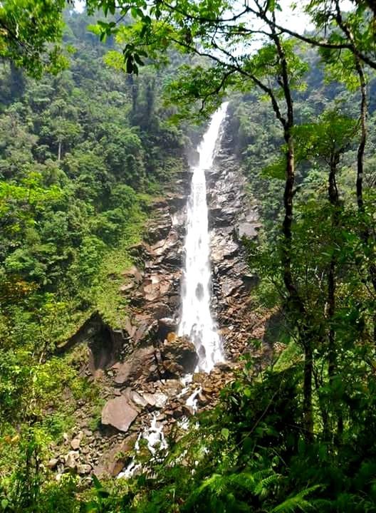 nature, beauty in nature, waterfall, scenics, water, tree, outdoors, non-urban scene, tranquility, growth, no people, travel destinations, motion, tranquil scene, day, freshness