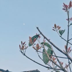 Low angle view of trees