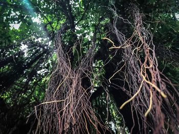 Low angle view of bamboo trees in forest