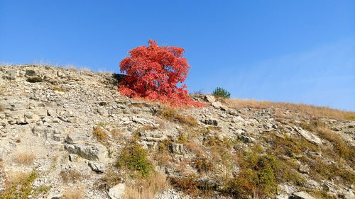 Low angle view of tree against clear sky