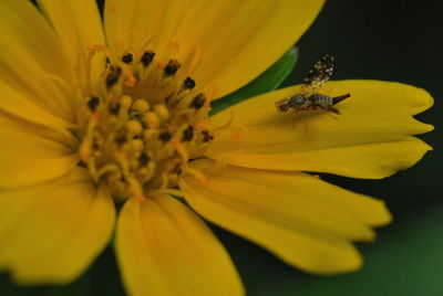 Close-up of bee pollinating on yellow flower