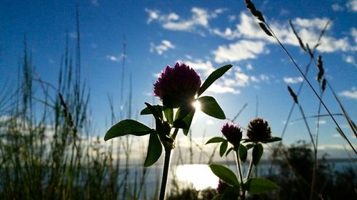 Close-up of purple flowers