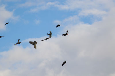 Low angle view of birds flying in sky