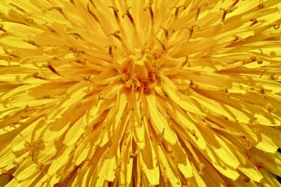 Full frame shot of yellow flower blooming outdoors