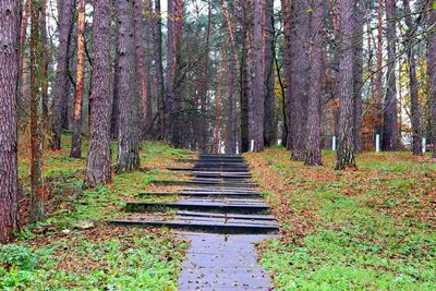 Trees in forest during autumn