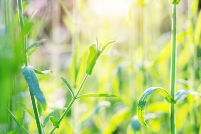 Close-up of fresh yellow plants on field