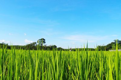 Scenic view of agricultural field against blue sky